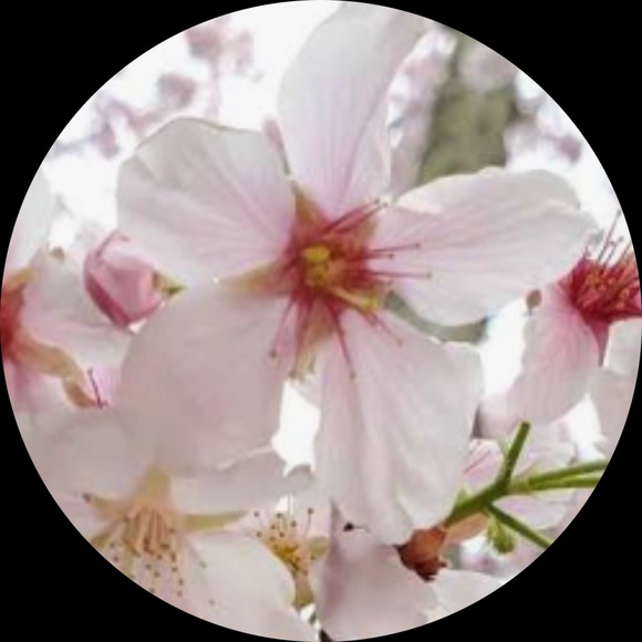 1cherryblossom1